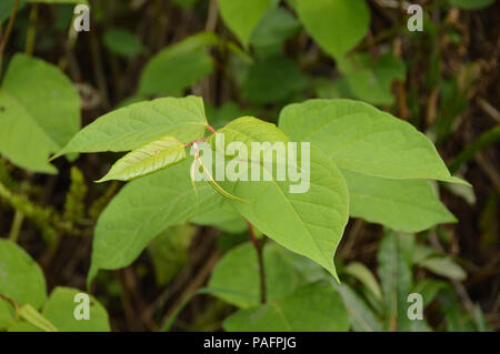 Nahaufnahme der Blätter der japanische Knöterich, oder Fallopia japonica Stockfoto