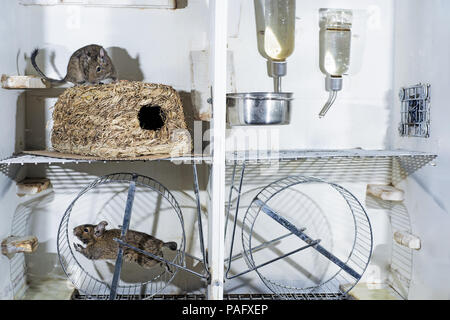 Kleine Australische home Haustier Degu. Auf weissem Hintergrund. Stockfoto