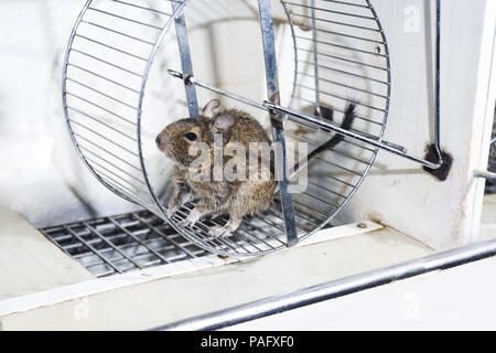 Kleine Australische home Haustier Degu. Auf weissem Hintergrund. Stockfoto