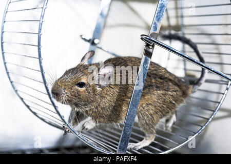 Kleine Australische home Haustier Degu. Auf weissem Hintergrund. Stockfoto