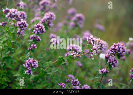 Violett-rosa Blüten des Oregano (Origanum vulgare) im Juli close-up Stockfoto