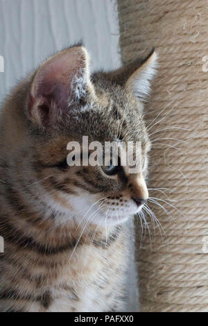 Süße flauschige Tabby kitten Portrait von Kopf und Körper, Baby Katze versessen auf einer Seite anstarrt, Wunde kratzbaum als Teil der Hintergrund Stockfoto