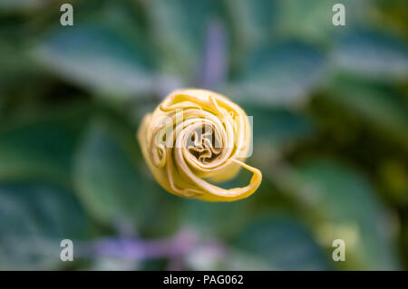 Devil's Trompete, Stechapfel Blüte, Moonflower, Datura metel, Engel Trompete, Thorn - Apple im Garten, in der Nähe. Stockfoto