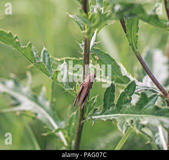 Grüne Heuschrecke sitzt auf blühenden Klee an sonnigen Sommertag. Stockfoto