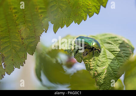 Grüne große Käfer auf Grün verlassen. Sommertag. Makro Foto. Stockfoto