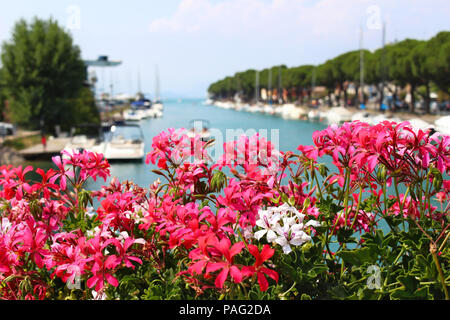 Blühende Blumen, Hafen mit Segelbooten in Peschiera del Garda. Moderne unscharfen Hintergrund, türkisfarbenes Wasser. Sommer Urlaub Konzept. Italienisch Lago di Garda, Venetien, Italien, Europa. Stockfoto