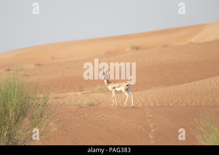 Stolz männlich Berg gazelle auf eine Wüste Düne posieren. Dubai, VAE. Stockfoto