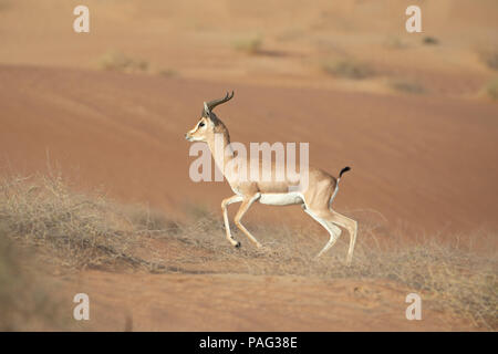 Single Berg Gazelle in der Wüste läuft. Dubai, VAE. Stockfoto