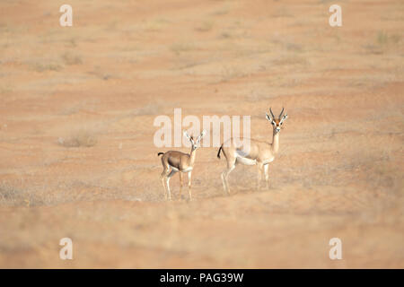 Mutter und Baby mountain Gazelle in Dünen der Wüste. Dubai, VAE. Stockfoto
