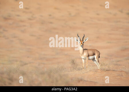 Stolz männlich Berg gazelle auf eine Wüste Düne posieren. Dubai, VAE. Stockfoto