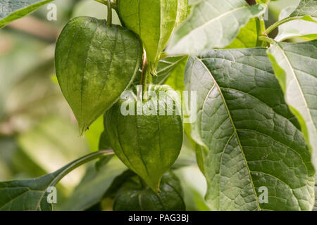 Physalis Alkekengi-grünen Laternen von Physalis alkekengi unter grünen Blättern Stockfoto