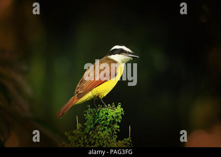 Große kiskadee Braun und Gelb ropica Vogel Stockfoto