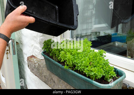 Eine Person, die Recyclingwasser aus einer Spülschüssel gießt Auf einen Gartenfenster-Container mit griechischen Basilikumpflanzen Wächst in Wales Großbritannien KATHY DEWITT Stockfoto