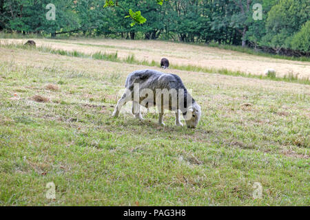 Herdwick ram Schafe weiden in einem Feld in der 2018 Sommerhitze in West Wales UK KATHY DEWITT Stockfoto