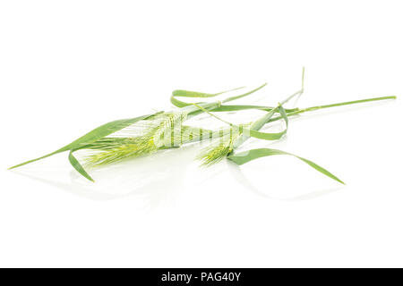 Gruppe von drei ganzen Frische grüne Pflanze Frische Gerste maus Gras isoliert auf weißem Stockfoto