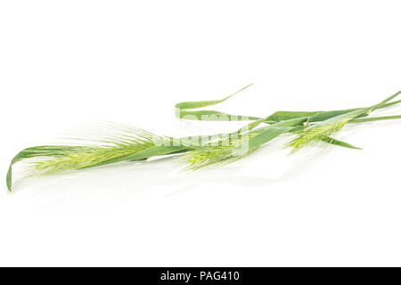 Gruppe von drei ganzen frischen grünen Pflanzen Gerste maus Gras isoliert auf weißem Stockfoto