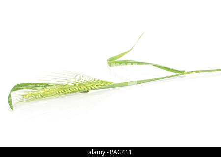 Eine ganze Frische grüne Pflanze Gerste maus Gras auf weißem isoliert Stockfoto