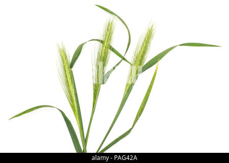 Gruppe von drei ganzen frischen grünen Pflanzen Gerste maus Gras flatlay auf Weiß isoliert Stockfoto