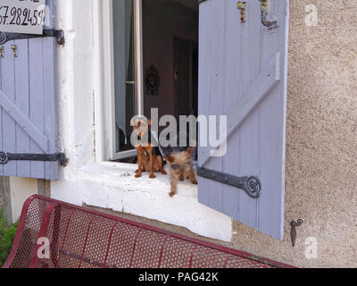 Zwei kleine Wachhunde in einem Haus Fenster stehend an Kamera schaut durch offene Fenster und Rollläden in einem Haus im Dorf Stockfoto