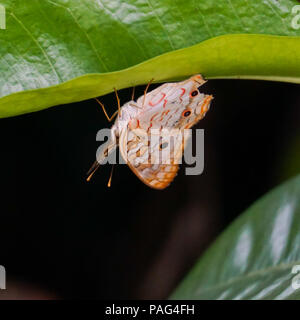 Weiß Tagpfauenauge (Anartia jatrophae) Rastplätze für den Abend Stockfoto