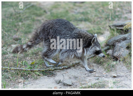 Walking Waschbär. Stockfoto