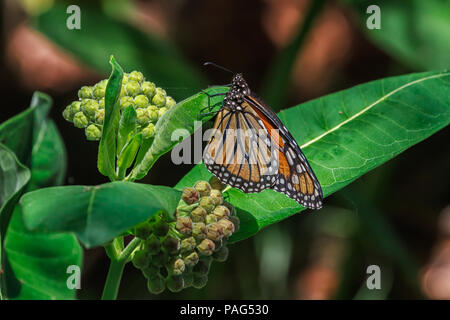 Monarch Butterfly Festlegung ein Ei auf einem gemeinsamen milkweed Anlage. Stockfoto