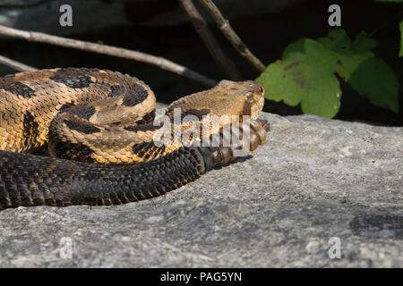 Eine goldene Rohrbremse Klapperschlange, Crotalus horridus, zeigt Kopf und Rasseln. Stockfoto