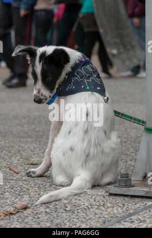 Hund tragen verabschieden mich Bandana, enrage Hund brechenden Herzen Ausdruck rückblickend mit Kragen gebunden zu Pol unter den Menschen Stockfoto