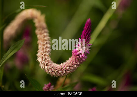 Celosia argentea, oder gefleckte Hahnenkamm, in einer leuchtend rosa Farbe wächst in einem Sommergarten in Washington, DC, USA. Stockfoto