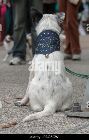 Hund tragen verabschieden mich Bandana, enrage Hund mit Halsband gebunden zu Pol unter den Menschen Stockfoto