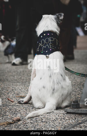 Hund tragen verabschieden mich Bandana, enrage Hund mit Halsband gebunden zu Pol unter Menschen, Vintage getönt Stockfoto