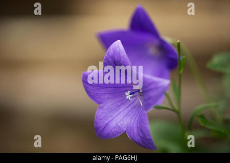 Balloon Flower (Platycodon Grandiflorus) in verschiedenen Fit Blau. Stockfoto