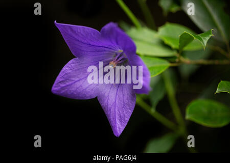 Balloon Flower (Platycodon Grandiflorus) in verschiedenen Fit Blau. Stockfoto