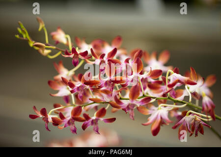 Cymbidium Orchidee Blüten wachsen auf einem Weinstock. Stockfoto