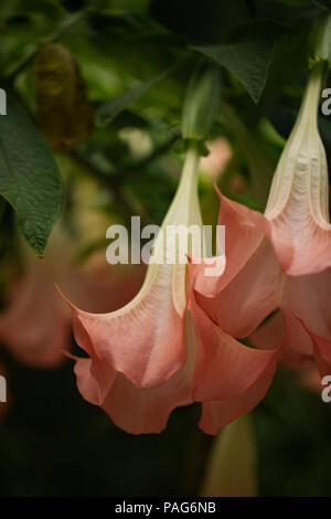 Angel's trumpet (Brugmansia) Jean Pasco Blumen im Garten wächst. Stockfoto