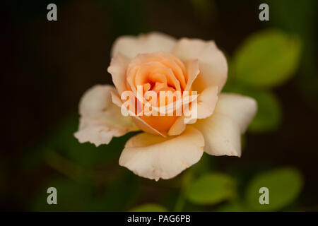 Apricot Nectar floribunda Rose (Rosa). Stockfoto