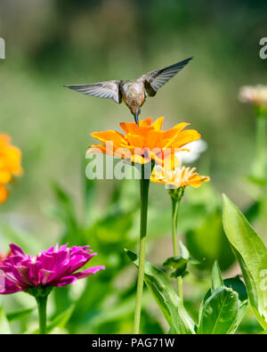 Hummingbird über eine Orange zinnia Blume Stockfoto