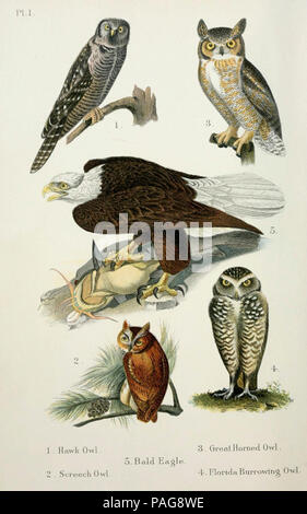 Ein beliebtes Handbuch der Vögel von den Vereinigten Staaten und Kanada, Boston, Little, Brown, 1903. Stockfoto