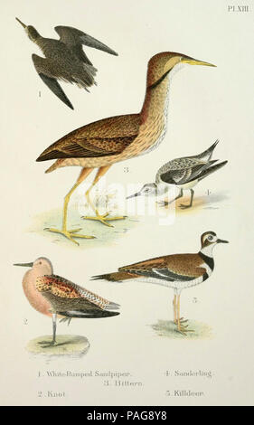 Ein beliebtes Handbuch der Vögel von den Vereinigten Staaten und Kanada, Boston, Little, Brown, 1903. Stockfoto