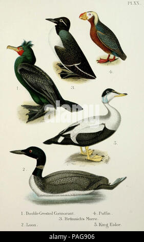 Ein beliebtes Handbuch der Vögel von den Vereinigten Staaten und Kanada, Boston, Little, Brown, 1903. Stockfoto