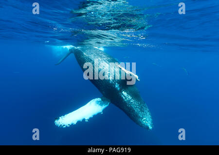 Buckelwal Tauchgänge vor der Küste von Maui, Hawaii. Stockfoto