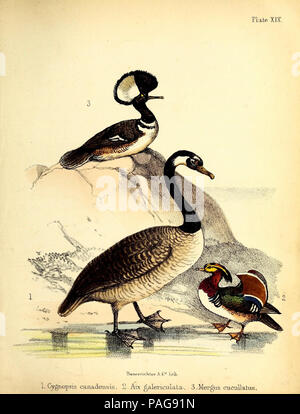 Eine populäre Geschichte der Vögel: London: Lovell Reeve, 1855. Stockfoto