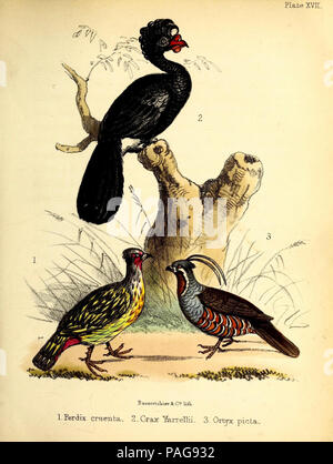 Eine populäre Geschichte der Vögel: London: Lovell Reeve, 1855. Stockfoto