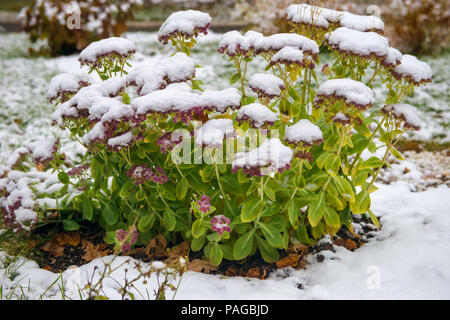 Reinigung, vorstehend, oder Sedum bemerkenswert (Sedum spectabile). Erster Schnee Stockfoto