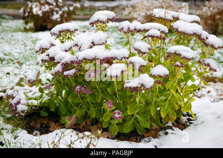 Reinigung, vorstehend, oder Sedum bemerkenswert (Sedum spectabile). Erster Schnee Stockfoto