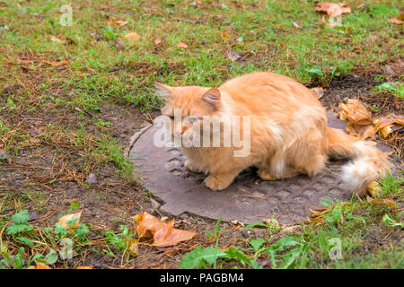 Rote Katze wärmt auf dem Abwasserkanal schlüpfen im späten Herbst Stockfoto