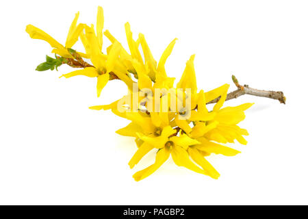 Forsythien Blumen isoliert auf weißem Hintergrund Stockfoto