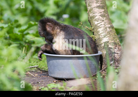 Nahaufnahme von Golden-bellied Kapuziner (Cebus Xanthosternos) Stockfoto