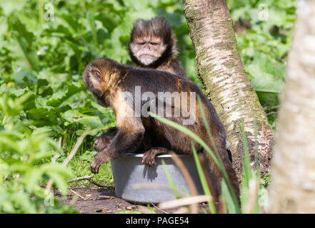 Nahaufnahme von Golden-bellied Kapuziner (Cebus Xanthosternos) Stockfoto