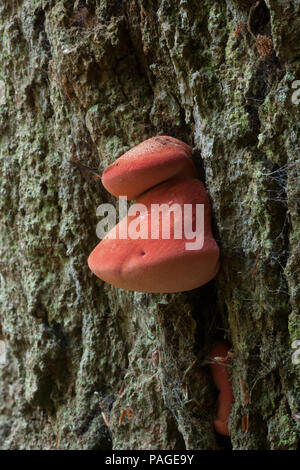 Ein beefsteak Pilz, Fistulina Leberblümchen, manchmal als Beefsteak polypore oder ox Zunge Pilz wachsen auf einen lebenden Baum im New Forest. Die juic Stockfoto